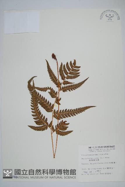 南海鱗毛蕨藏品圖，第1張