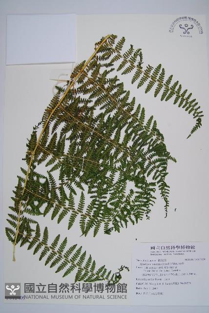 姬蕨藏品圖，第1張
