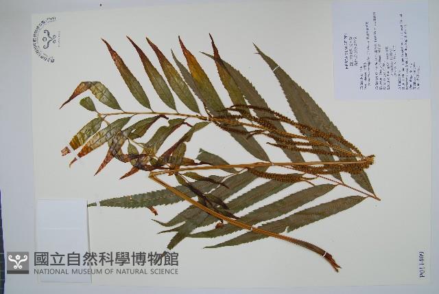 粗齒革葉紫萁藏品圖，第1張