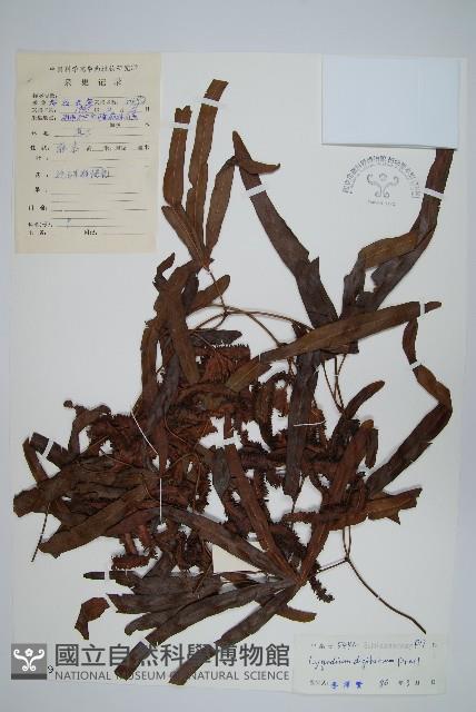 掌葉海金沙藏品圖，第1張