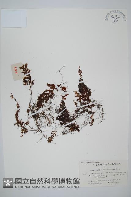 華南膜蕨藏品圖，第1張