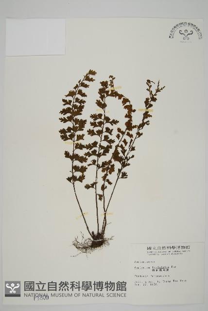 鱗柄鐵角蕨藏品圖，第1張