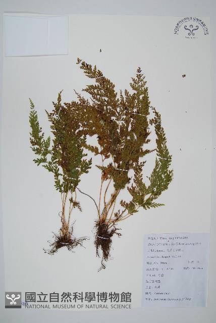 烏蕨藏品圖，第1張