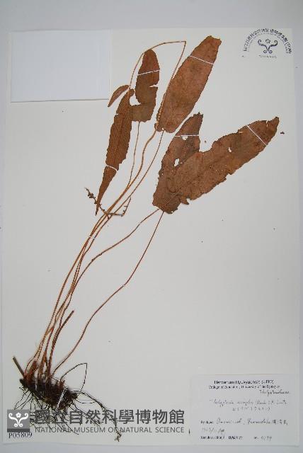 單葉新月蕨藏品圖，第1張