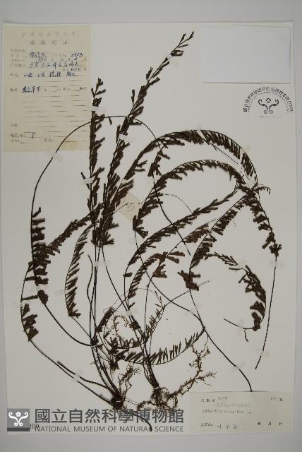 鞭葉鐵線蕨藏品圖，第1張