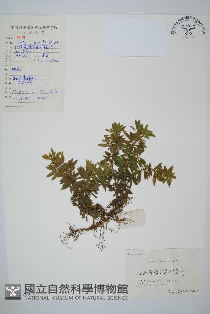 蛇足石杉、千層塔藏品圖，第1張