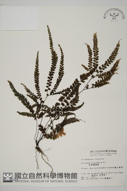 毛葉鐵線蕨藏品圖，第1張