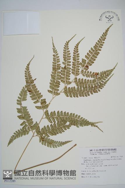 屋久複葉耳蕨藏品圖，第1張