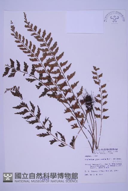 斜葉鐵角蕨藏品圖，第1張