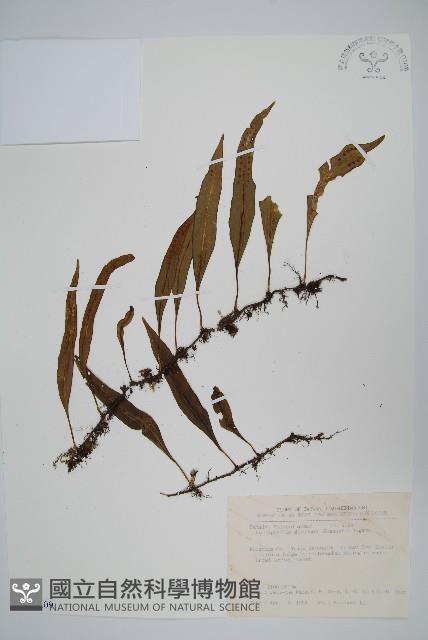 骨牌蕨藏品圖，第1張