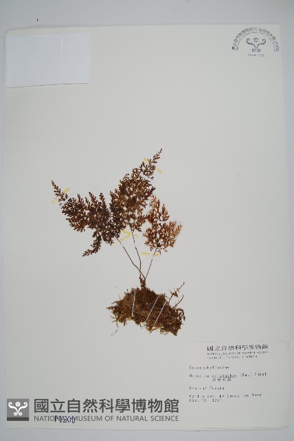 細葉蕗蕨藏品圖，第1張
