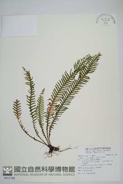 穴子蕨藏品圖，第1張