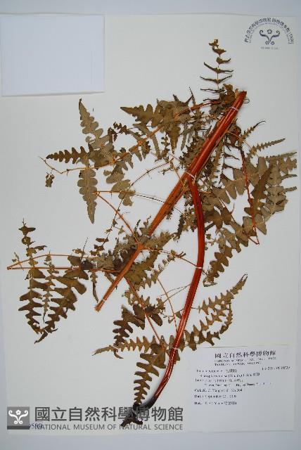 栗蕨藏品圖，第1張