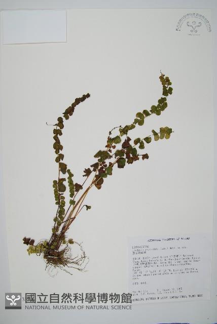 圓葉陵齒蕨藏品圖，第1張