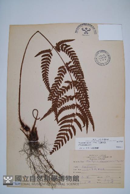南海鱗毛蕨藏品圖，第1張