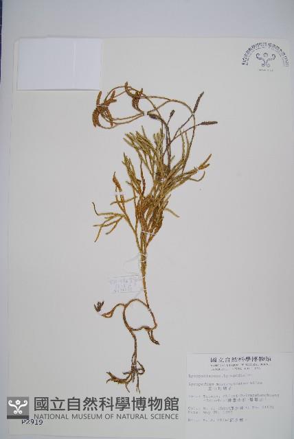 地刷子、多穗石松藏品圖，第1張