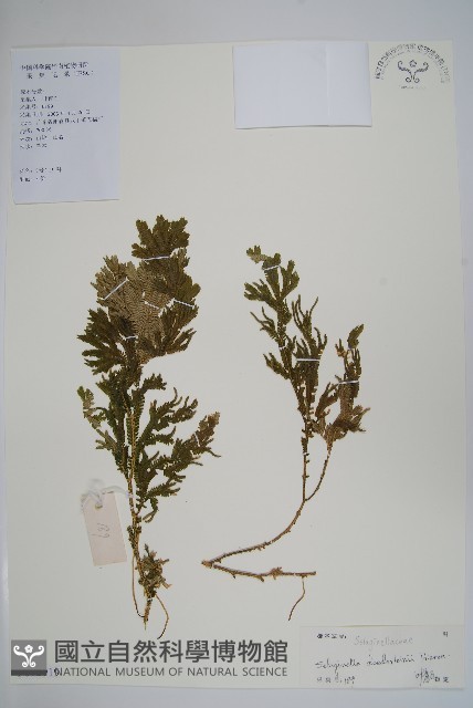 生根卷柏藏品圖，第1張