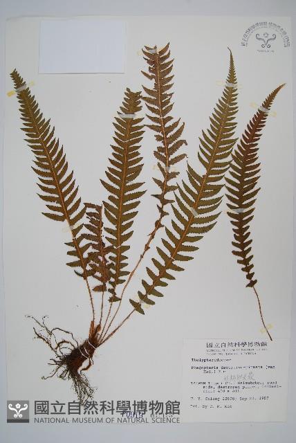 Accession Number:P000919 Collection Image, Figure 1, Total 2 Figures