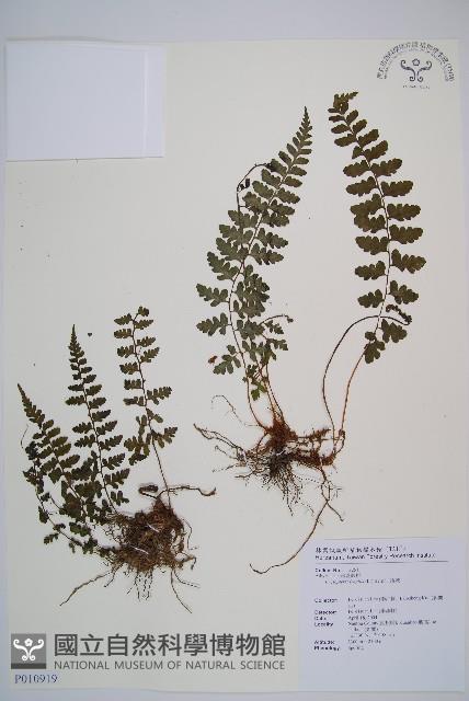 宿蹄蓋蕨藏品圖，第1張