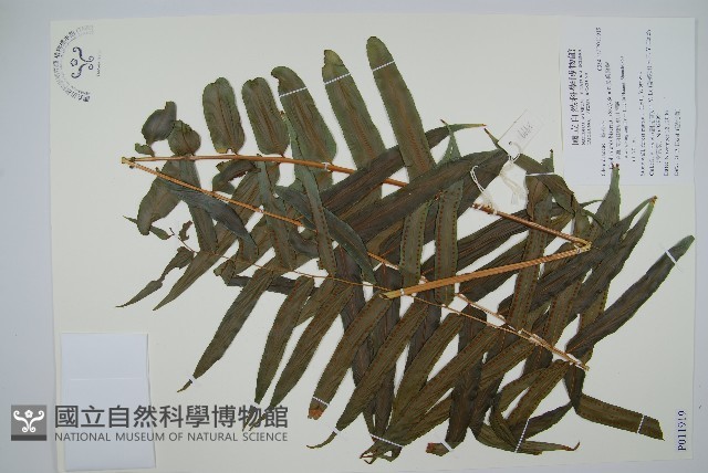 長葉腎蕨藏品圖，第1張