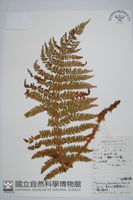 棕鱗毛蕨藏品圖，第1張