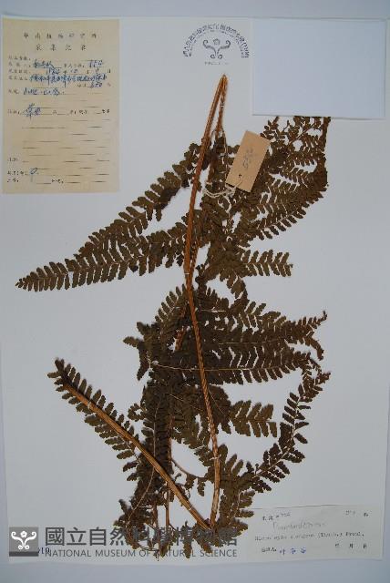 粗毛鱗蓋蕨藏品圖，第1張