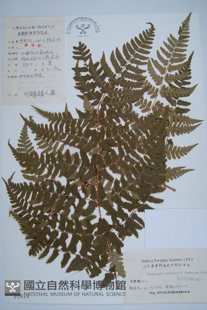 闊鱗鱗毛蕨藏品圖，第1張