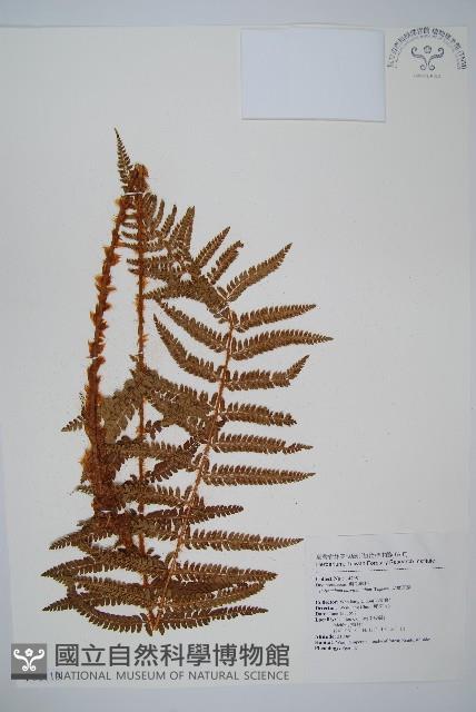 尖葉耳蕨藏品圖，第1張