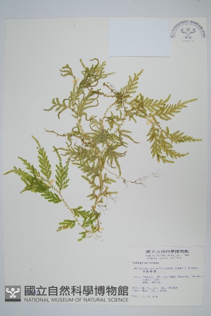 全緣卷柏藏品圖，第1張