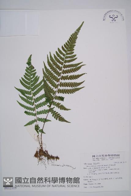 黑葉貞蕨藏品圖，第1張