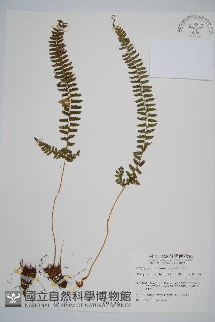 韓氏耳蕨藏品圖，第1張