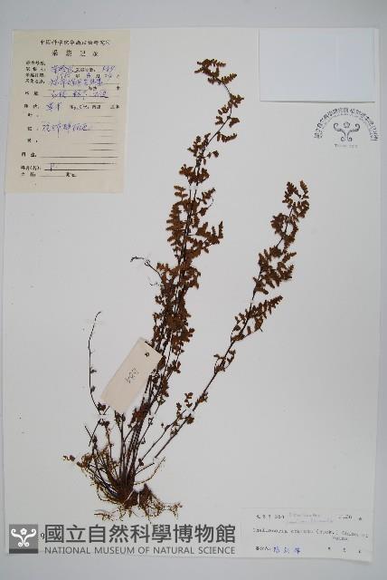 毛軸碎米蕨藏品圖，第1張