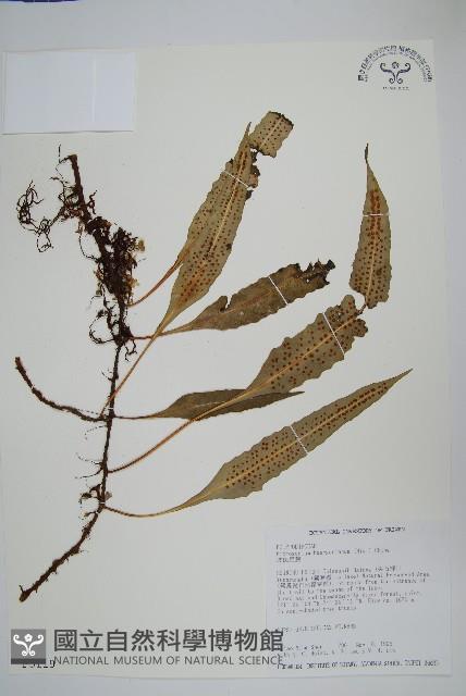 波氏星蕨藏品圖，第1張