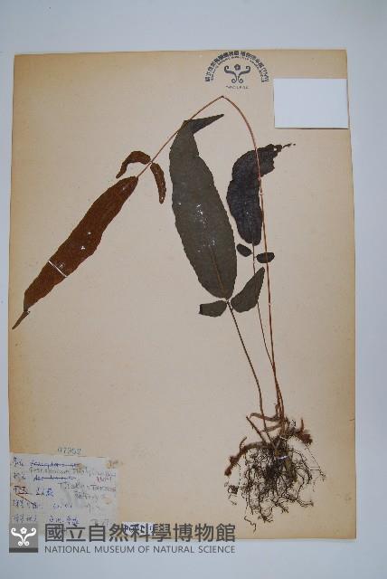 新月蕨藏品圖，第1張