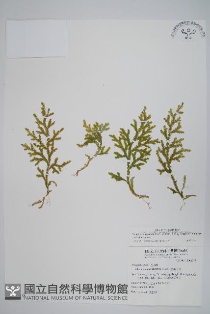 高雄卷柏藏品圖，第1張