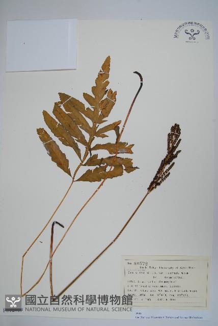 球子蕨藏品圖，第1張