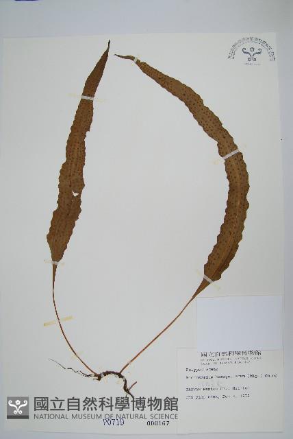 波氏星蕨藏品圖，第1張