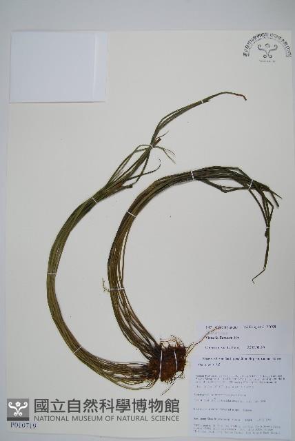 書帶蕨藏品圖，第1張