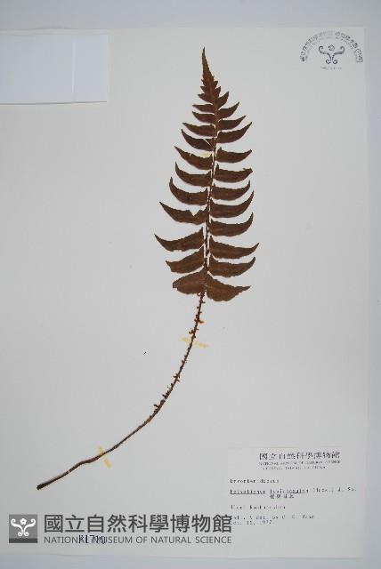 鞭葉耳蕨藏品圖，第1張
