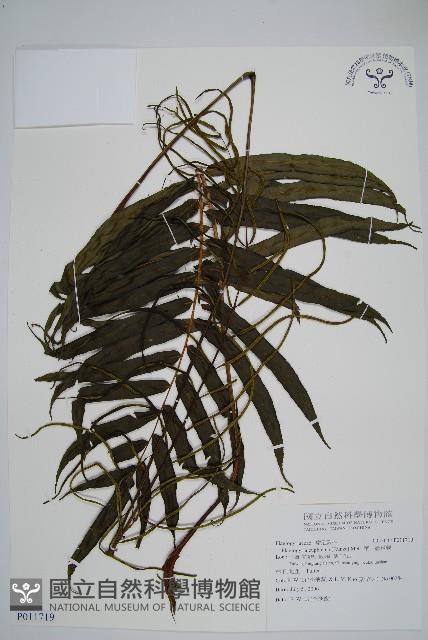 華中瘤足蕨藏品圖，第1張