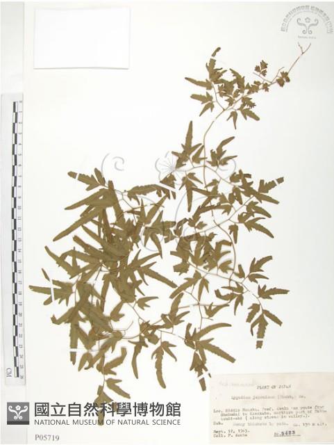 Japanese climbing fern Collection Image
