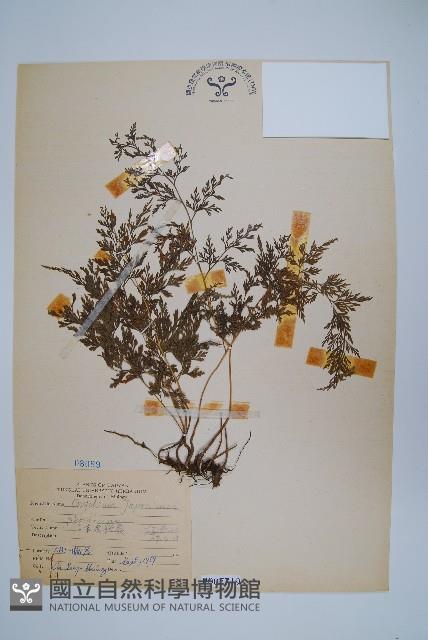 日本金粉蕨藏品圖，第1張