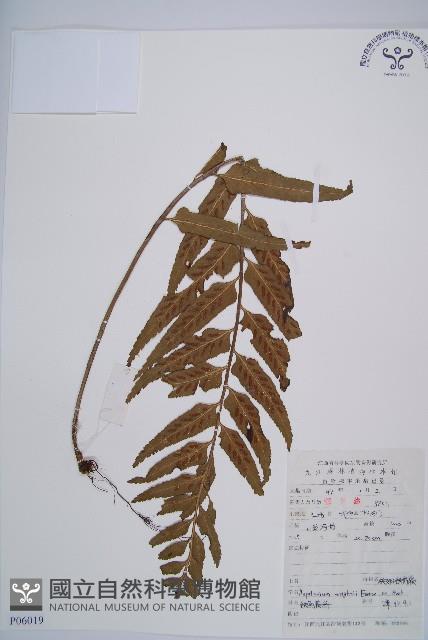 萊氏鐵角蕨藏品圖，第1張