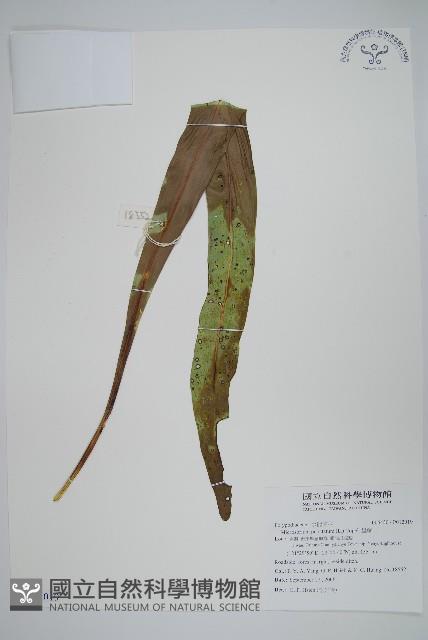 星蕨藏品圖，第1張