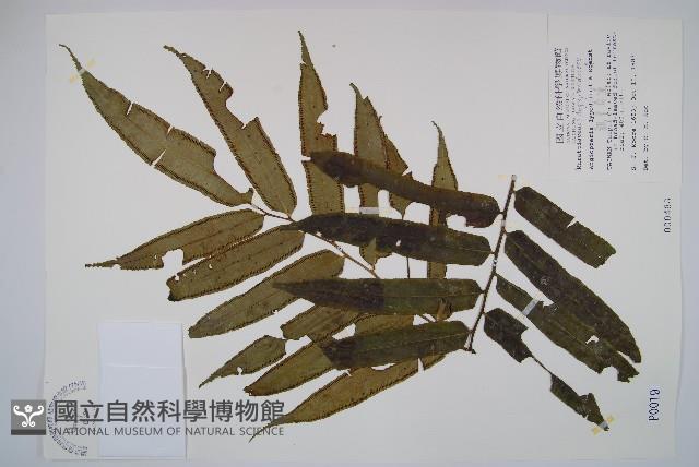 觀音座蓮藏品圖，第1張