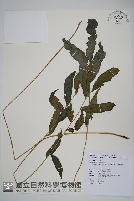 頂芽新月蕨藏品圖，第1張