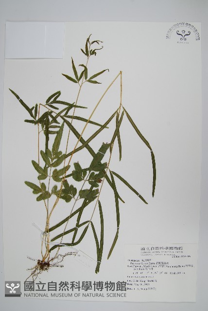 箭葉鳳尾蕨藏品圖，第1張