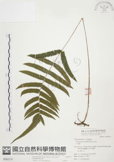 毛蕨藏品圖，第1張