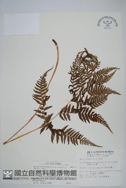 粗毛金星蕨藏品圖，第1張