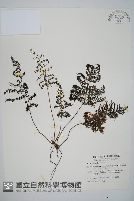 線片長筒蕨藏品圖，第1張